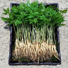 새싹삼 영동매곡농장, 1개