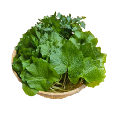 국내산 와사비잎 쌈채소 고추냉이잎 당일수확 생와사비잎, 300g, 1박스