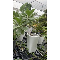 霏霏園藝白水木盆栽含陶子盤 680元, 1個