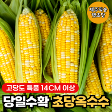 [제주직송] 고당도 당일수확 제주 특품 햇 초당옥수수, 1박스, 5개