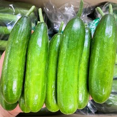 (진짜 특가) 아삭 아삭 햇 특품 미니오이 스낵오이 1박스, 1개, 1kg (15개 내외)