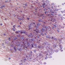 화연양화 표백 안개꽃 10색 한다발 프리저브드플라워, 10 퍼플