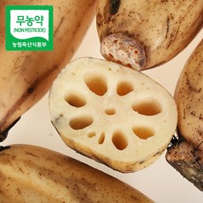 산지직송 통연근 햇 연근 생연근 파지연근 1kg 15kg 특품, 1개, 못난이 연근 1kg