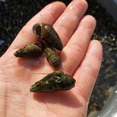 국내산 다슬기 다슬기육수포함 깐다슬기 300g, 1개