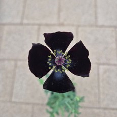 흑양귀비 야생화 노지월동 블루블랙 야생화