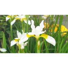 [평창]흰붓꽃, 3개