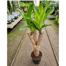 행운목(목대가 좋아요) 새로입고 높이 30~50CM, 1개