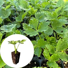 새마을총각 참나물모종, 2개