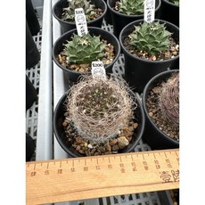 MC多肉園 嚴選仙人掌盆栽 多款可選 多肉植物 居家辦公室綠植裝飾, 1個, 銀翁玉, 綠色