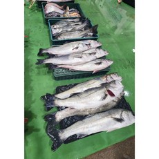 완도 자연산 자이언트 농어 왕특대 (60cm 2kg) 칠리농어 밑간 반건조 선도 최상급, 칠리농어(손질후1-1.2kg), 1개