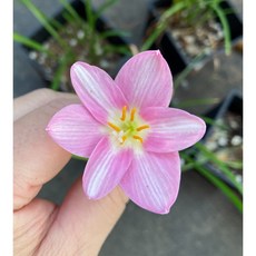花樣渼栽盆栽生活館 甜心風雨蘭(淡粉色) 易種植 浪漫居家盆栽, 開花球莖(裸根)