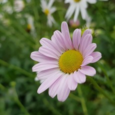 구절초 모종 10개 야생화 들국화