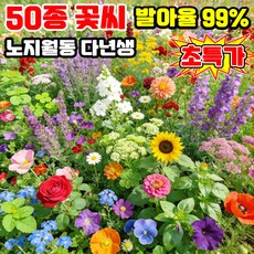 [빠른 발아] 사계절 개화 꽃밭 혼합 씨앗 노지 월동 다년생 꽃 씨앗 4계절 봄꽃 씨앗 개화 꽃씨 모음 TENFOC, 1개