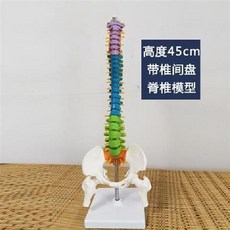한의원 구부러지는 척추모형 인체해부도 정형외과 인체모형 허리모형 과학실험 교구, 손