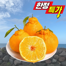 [마지막초특가]당도보장 꿀맛나는 제주 한라봉, 1세트, 10kg (혼합과)