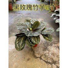 霏霏園藝黑玫瑰竹芋6寸盆栽 室內觀葉植物 淨化空氣 特價優惠中