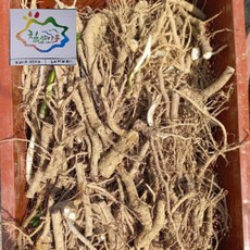 여름두릅 종근 무농약 NBS 제철이 간다! 출연!, 20개