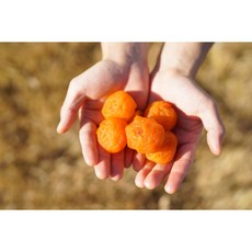씨없는 청도 반시로 만든 아이스 반건시 통통 미니 반건시 10구, 1개