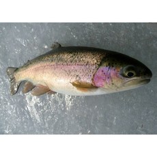 송어 냉동 무지개송어 매운탕 조림 국내산 민물고기 청원민물고기직판장, 냉동 1k, 1개, 송어1kg (손질안되어있음)