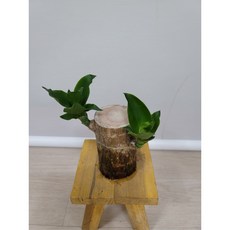 봄봄 행운목 토막 2개, 1개, 700g