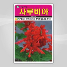 슬로시 꽃 씨앗 모음 꽃씨 허브 허브씨, 사루비아200립(아람)