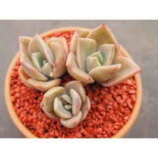 꼬마 연봉 토분에 심은 다육이 분갈이 필요없는 다육화분 홈가드닝 반려식물 식집사 카페 사무실 소품 장식품 공기정화식물 화분째 배송합니다. 로뎀다육, 1개, 계절에따라변화