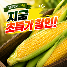 [당도보장] 달콤아삭 국산 초당 옥수수 산지 직송 햇 초당 옥수수, 1박스, 중품 (9~11cm), 5개