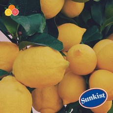 썬키스트 팬시 레몬 대과 20입 2.4kg, 1개, 2.4kg 내외( 20입)