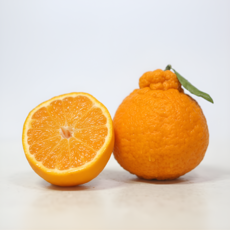 [타임특가] 초고당도 제주 한라봉 산지직송, 1박스, 10kg 가정용 혼합과