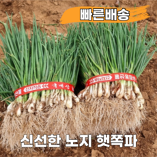 [품질보장 노지 햇쪽파] 흙쪽파 당일수확 싱싱한 파김치 쪽파, 1kg, 1개