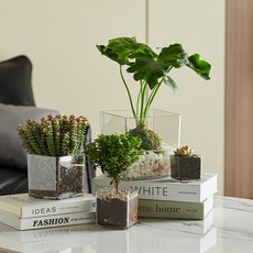 사각유리병 테라리움 에어플랜트 낮은 사각 유리화분 테라리움 미니어항 조화화병 수반, XS(6x6cm)