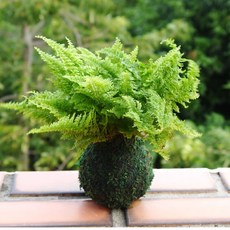 花樣渼栽盆栽生活館 森林系蕾絲蕨苔球(免盆) 室內療癒小物 辦公室綠植, 原色球體