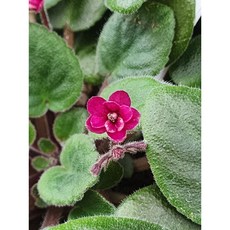 미니바이올렛 프레시어드레드 8센티 연질화분