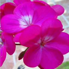 제라늄(핀토 10cm칼라포트)(선택칼라 배송), 1개, 딥로즈