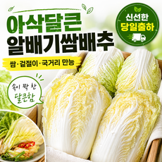 당일경매 국내산 알배기 신선한 알배기배추 경매후바로발송 쌈용 실속용 가정용, 10kg, 1개, 특(1박스12포기)