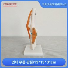 뼈모형 교육용 인체모형 인체 골격 무릎 어깨 조인트 팔꿈치 발 인대 해부학 실습 교구, 10. 경추(자연), 1개