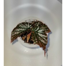 아라비아선셋베고니아 다크한식물 다크잎사귀 키우기쉬운베고니아 테라리움식물 플랜테리어, 1개