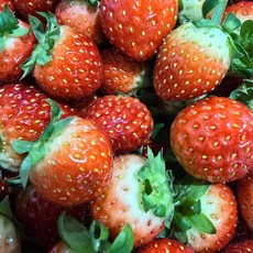 때깔찬 고당도 설향 딸기 실중량 1kg, 1개, (꼬마) 주스용 딸기