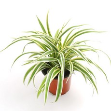 갑조네 나비란(소품) 실내인테리어 공기정화식물, 1개, 단일