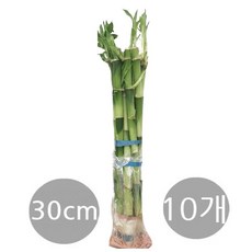 도도팜 개운죽 10cm 20cm 30cm 40cm 50cm 행운목, 1개