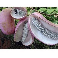 霏霏園藝 木通苗 4吋盆, 1個