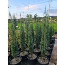 (미래나무농장) 블루에로우 블루애로우 H80cm 특묘 120L 포트 로키향나무