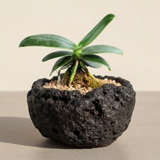 프리플랜트 돌화분 화산석 현무암 다육이 분재 분갈이 빈티지 원형 화분, 1개, 블랙