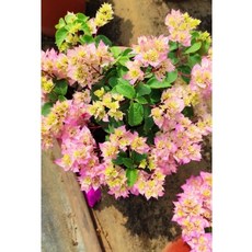 7吋重瓣九重葛盆栽：稀少色系，樹枝造型，含盆栽好照顧，美化居家環境, 稀少色系