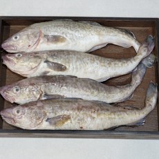 국내산 생물 대구 동해 당일조업 비손질 통대구, 1박스, 2kg (1-4미)