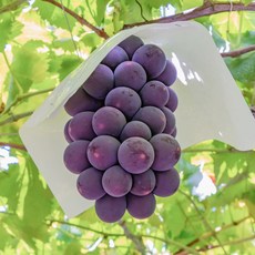 씨알굵고 달콤한 거봉 포도, 1개, 1kg