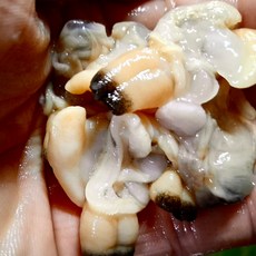 국산 바지락살 조개살 생물 해감, 1개, 1kg