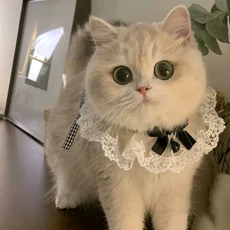 티쯔 반려동물 고양이 강아지 레이스 케이프, 1개, 블랙리본벨
