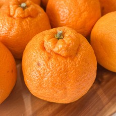 새콤달콤한 제주 한라봉, 1박스, 가정용 한라봉 10키로 로얄과