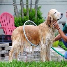 이시아르 애견 샤워기 원형 대형견 가능 애견샤워기 중형견샤워기 강아지샤워기 반려견샤워기 대형견샤워기 dew+40237mk
